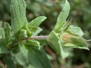 Cistus, foliage