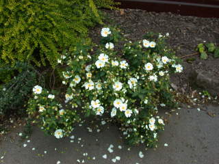 Cistus, in flower