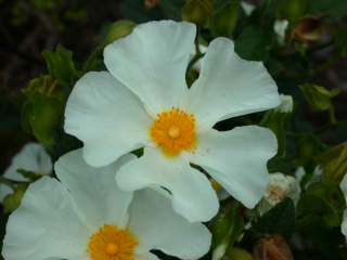 Cistus, flower