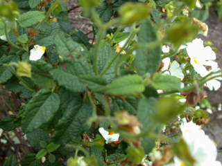 Cistus, foliage