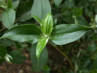 Cistus laurifolius, pair of leaves