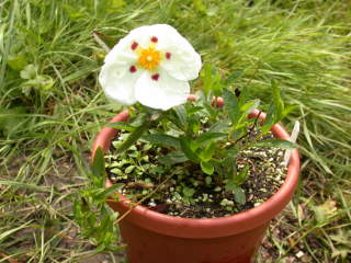 Cistus x dansereaui 'Decumbens', in flower