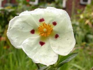 Cistus x dansereaui 'Decumbens', flower