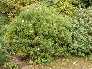 Cistus x stenophyllus, in flower