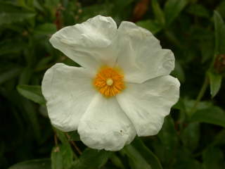 Cistus x stenophyllus, flower