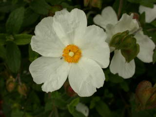 Cistus x obtusifolius 'Thrive', flower