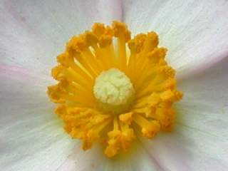 Cistus parviflorus, eye of flower