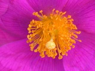 Cistus x pulverulentus 'Sunset', eye of flower