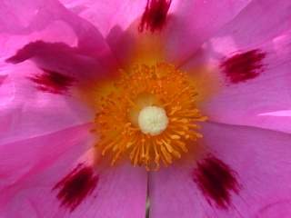 Cistus x rodiaei 'Jessica', eye of flower