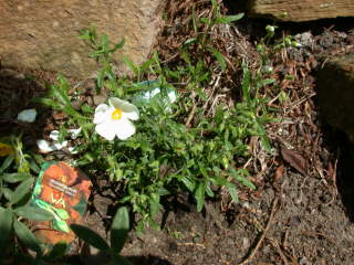 x Halimiocistus sahucii, in flower