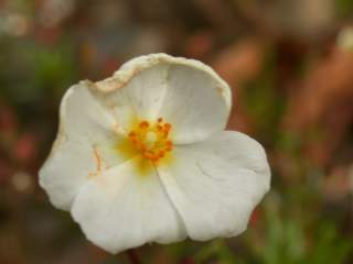 x Halimiocistus sahucii, flower