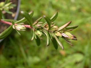 Halimium lasianthum, foliage