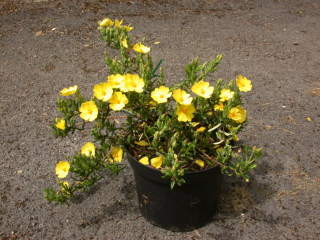 Halimium lasianthum, in flower