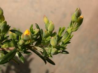 Halimium lasianthum, flower buds