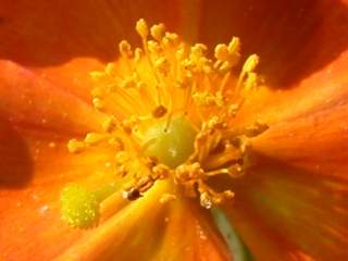 Helianthemum 'Ben Heckla', eye of flower