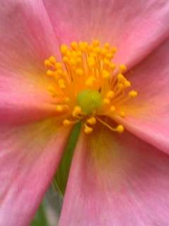 Helianthemum 'Chocolate Blotch', eye of flower