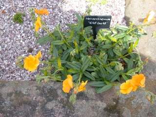 Helianthemum 'Old Gold', in flower