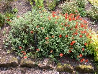 Helianthemum 'Fire Dragon', in flower