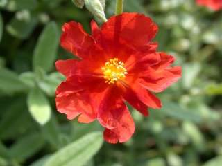 Helianthemum 'Fire Dragon', flower