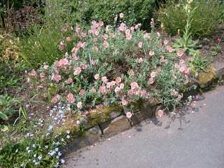 Helianthemum 'Primadonna', in flower