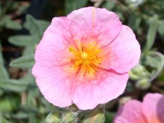 Helianthemum 'Primadonna', flower