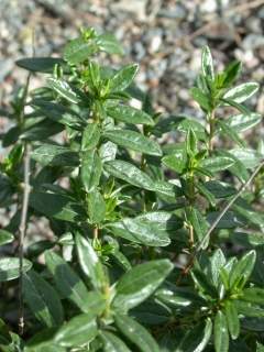 Helianthemum 'Ben Ledi', foliage