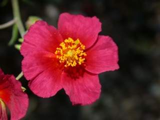 Helianthemum 'Ben Ledi', flower