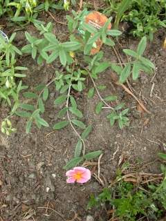 Helianthemum 'Chocolate Blotch'