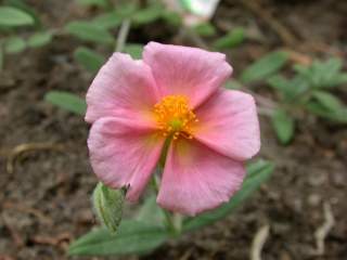 Helianthemum 'Chocolate Blotch', flower