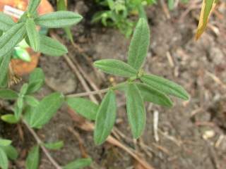 Helianthemum 'Chocolate Blotch', foliage