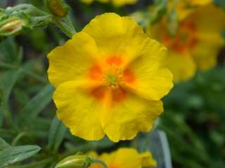 Helianthemum 'Ben Fhada', flower