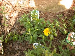 Helianthemum 'Ben Fhada', in flower