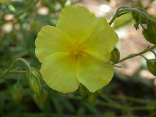 Helianthemum 'Wisley Primrose', flower