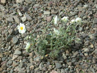 Helianthemum 'The Bride', in flower