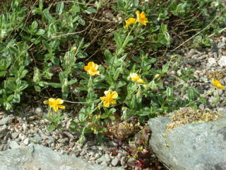 Helianthemum 'Brown Gold', in flower