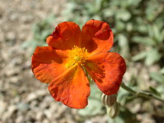 Helianthemum 'Ben Heckla', flower