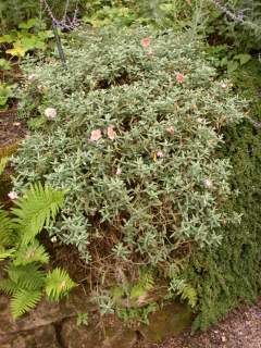 Helianthemum 'Rhodanthe Carneum'! in flower