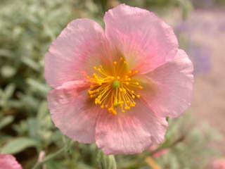 Helianthemum 'Rhodanthe Carneum', flower