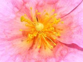Helianthemum 'Primadonna', eye of flower