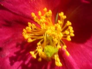 Helianthemum 'Raspberry Ripple', eye of flower