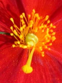 Helianthemum 'Red Dragon', eye of flower
