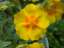 Helianthemum