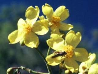 Cochlospermum fraseri, flowers