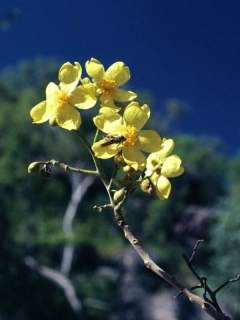 Cochlospermum fraseri, inflorescence