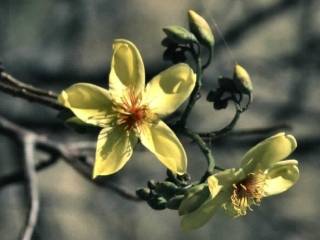Cochlospermum gillivraei, flower and buds