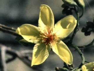 Cochlospermum gillivraei, flower