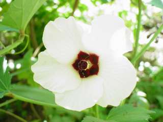 Abelmoschus esculentus, flower