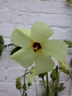 Abelmoschus manihot, flower