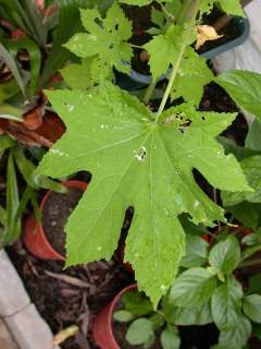 Abelmoschus manihot, leaf