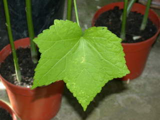 Abelmoschus manihot, lower leaf